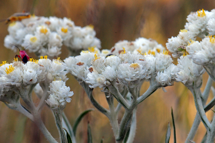 Western Pearly Everlasting has showy “pearly” white flowers that turn yellow or brownish. This species blooms from July to October and benefits from southwester U.S. monsoon rain. Note the tiny insect in the lower left side of the photo. Anaphalis margaritacea